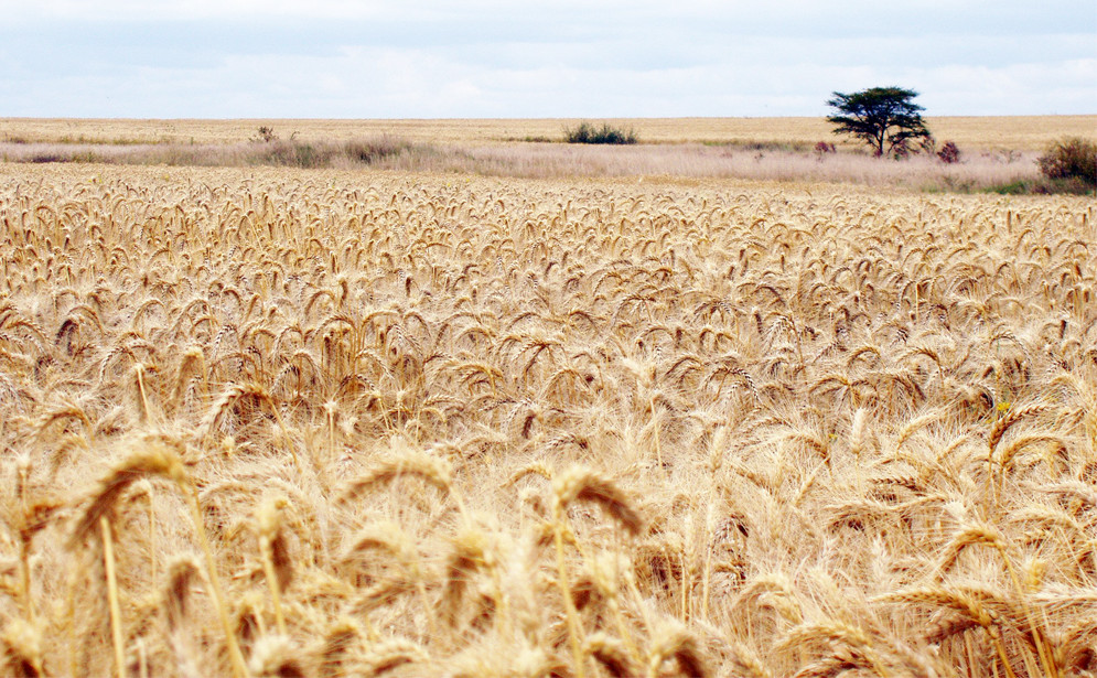 俄国小麦一般亩产多少,俄罗斯小麦多吗