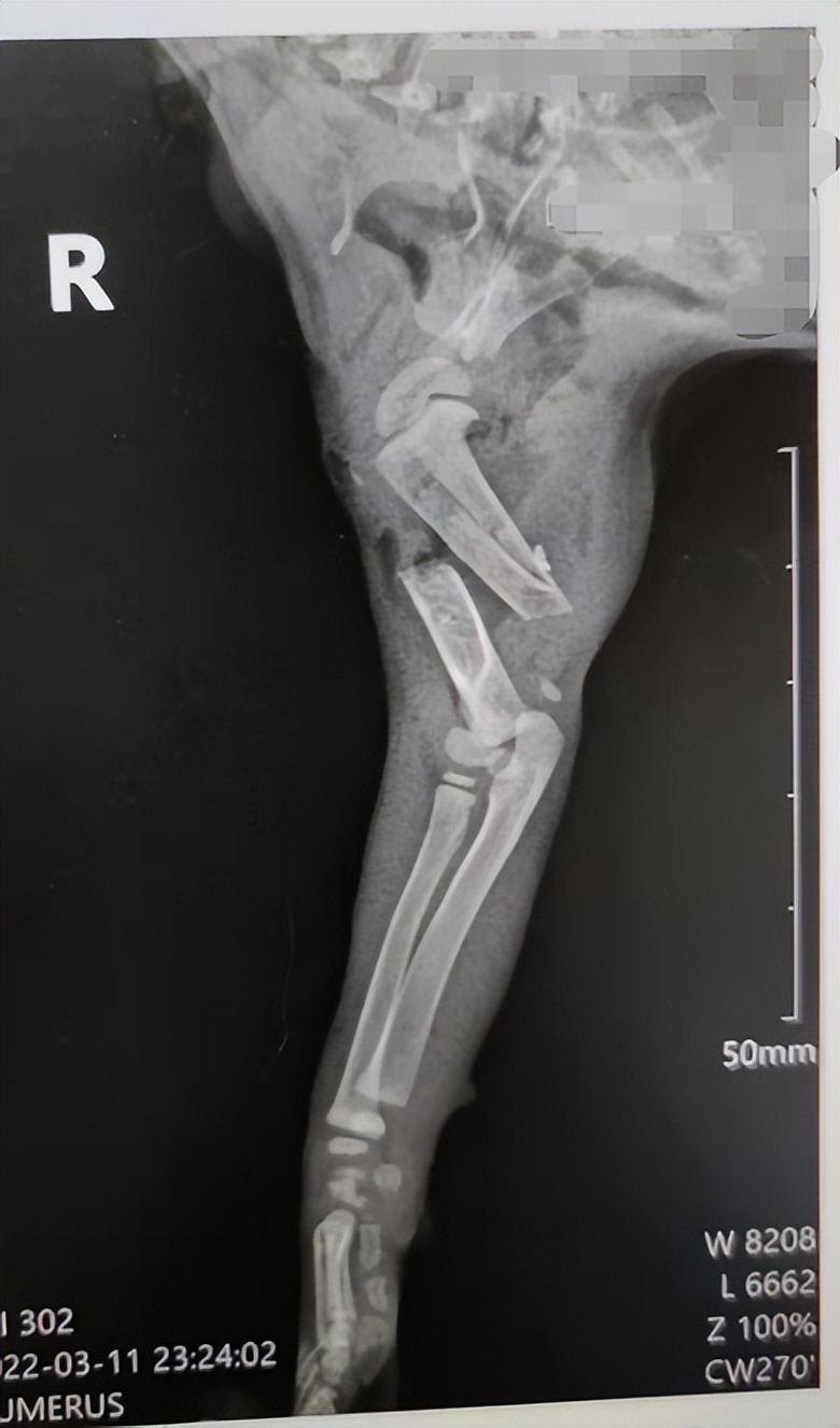 宠物医生，猫咪右手臂骨折，伤口化脓发炎怎么办？