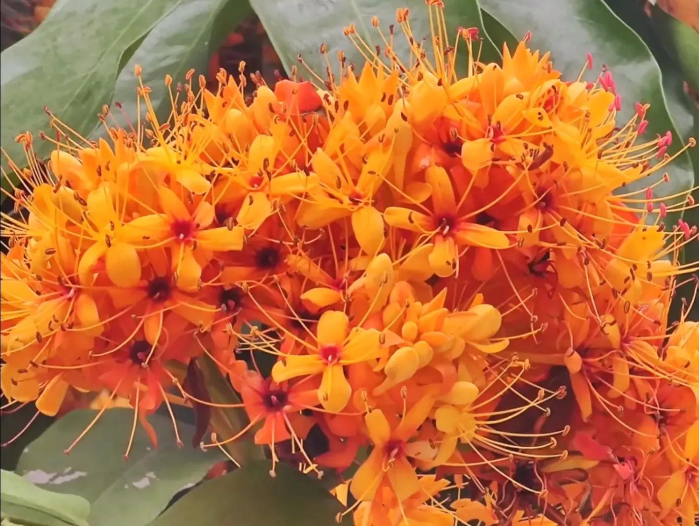 赏花旅游种什么花,春季去公园踏青上百种花让人眼花