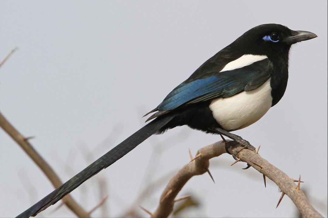 50张最佳鸟类摄影作品,鸟儿大全大图