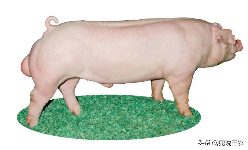 毛猪怎么赚钱的,现在毛猪十元一斤能挣多少钱