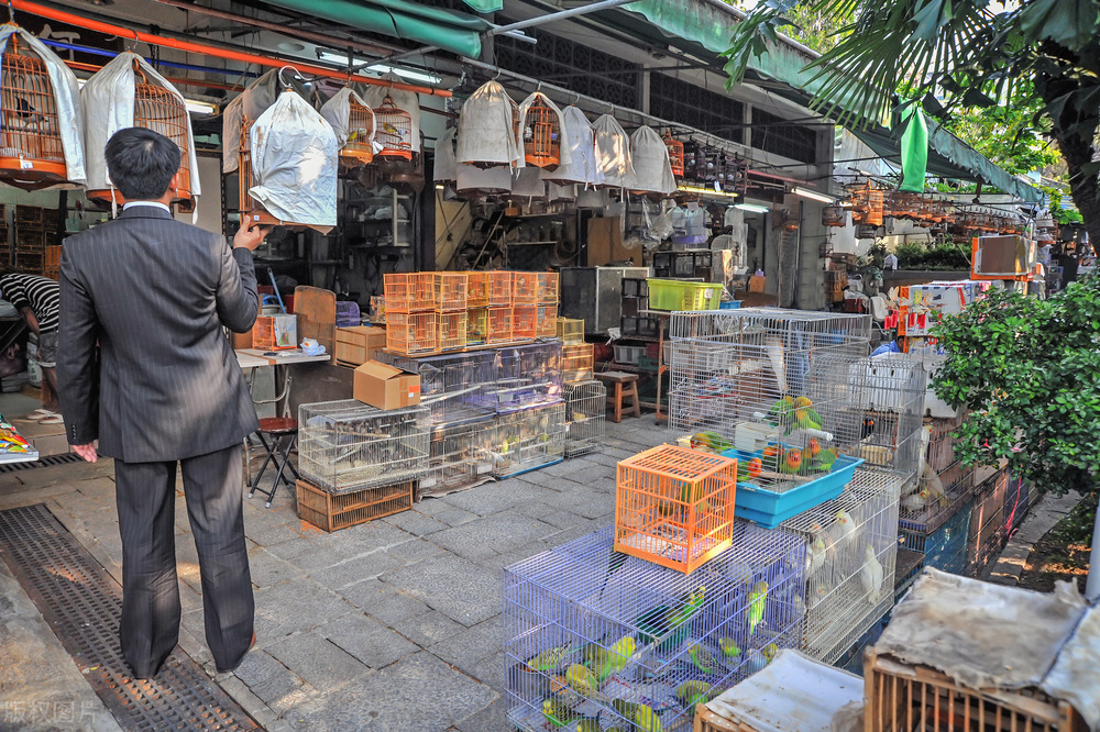 散养鸟在哪买好养活呢,去哪里买鸟最好