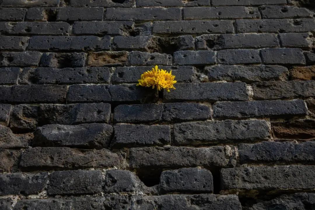 美！青山绿水间，留下一抹齐鲁红！