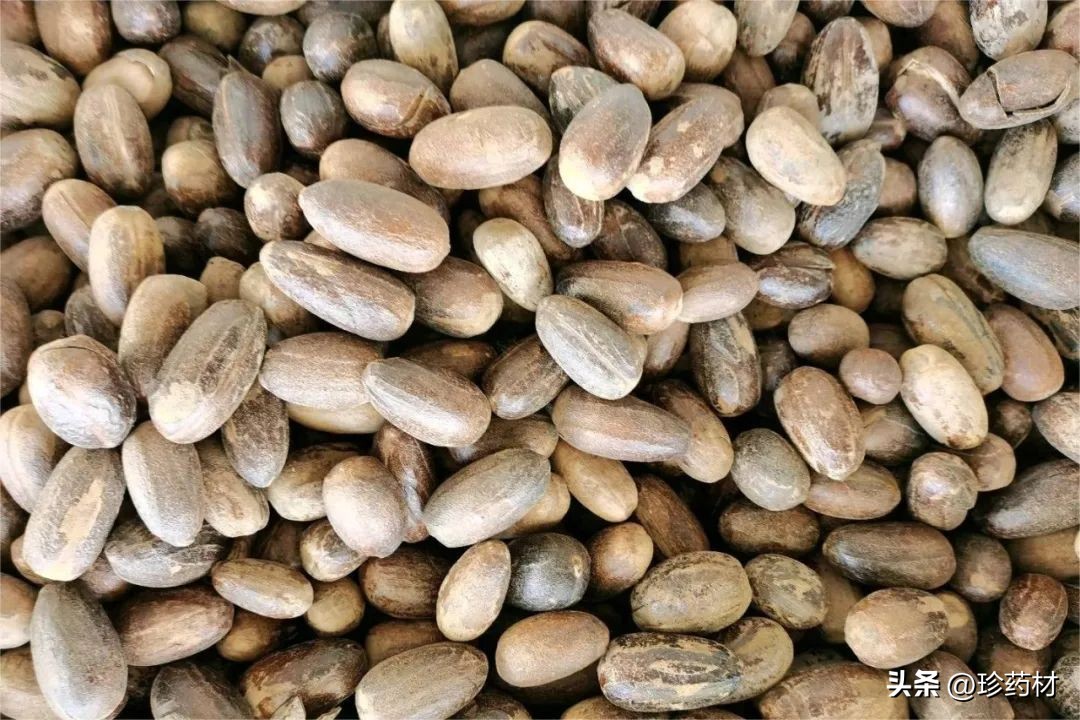 12月5日中药材市场快讯：白及、隔山撬、木香、白芍、北沙参等