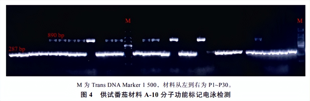 番茄果色偏黄怎么回事,番茄果实色泽评价