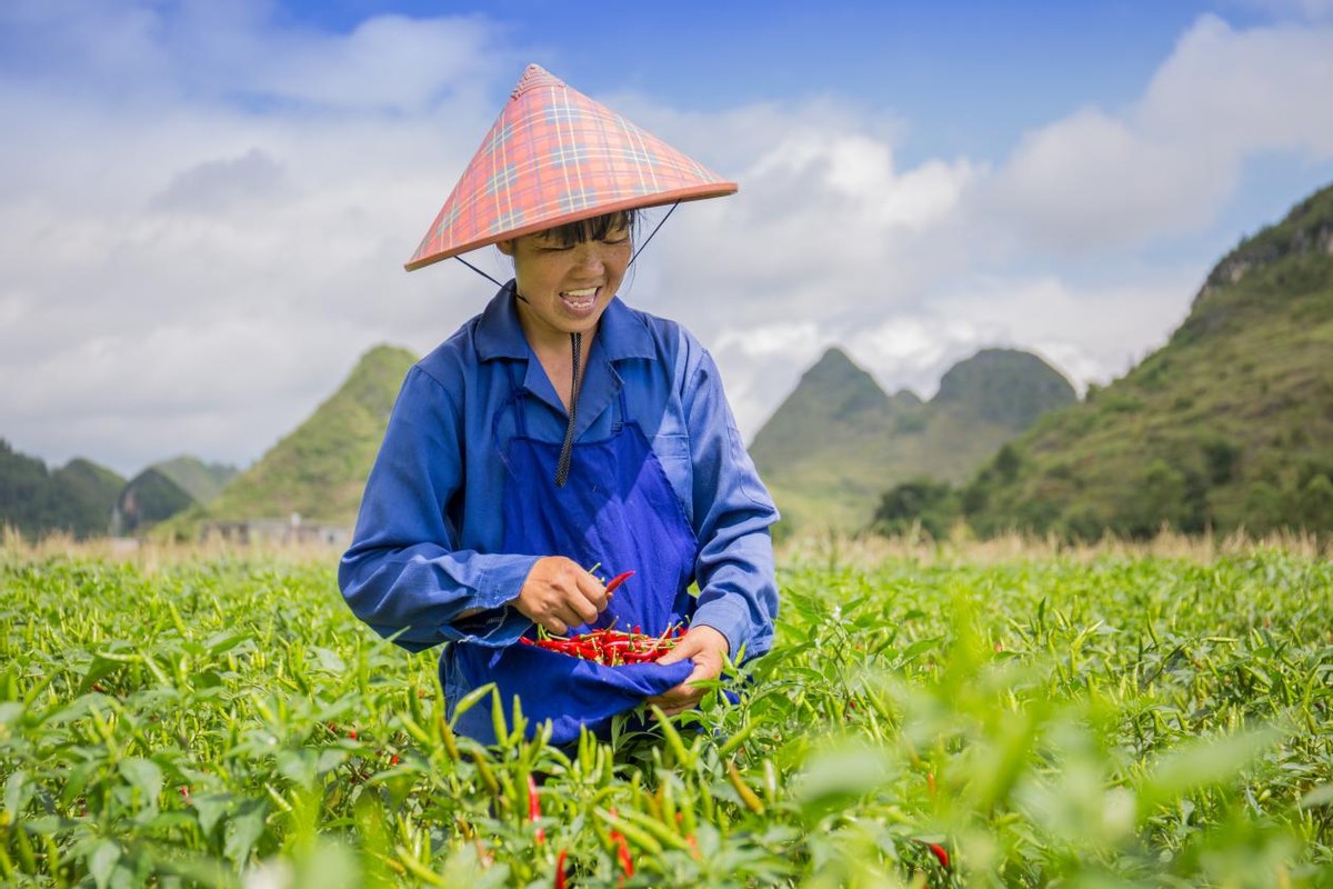 “天等”秋色也等你