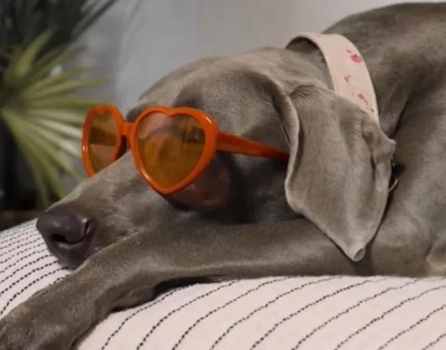 汪汪队立大功狗狗都是什么品种,汪汪队中的11个狗狗品种