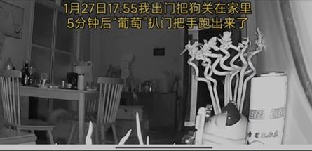 猩猩扔水瓶砸伤游客账号,动物园称猩猩砸伤游客系正当防卫