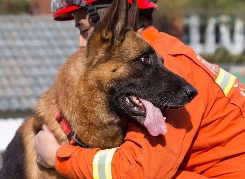 警犬工资一万八真的假的,警犬一月工资