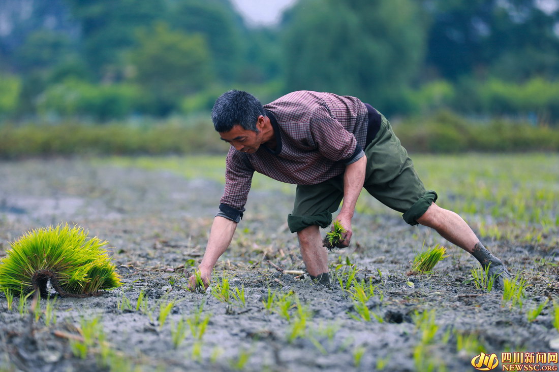【镜观四川】六月至，宜莳秧！
