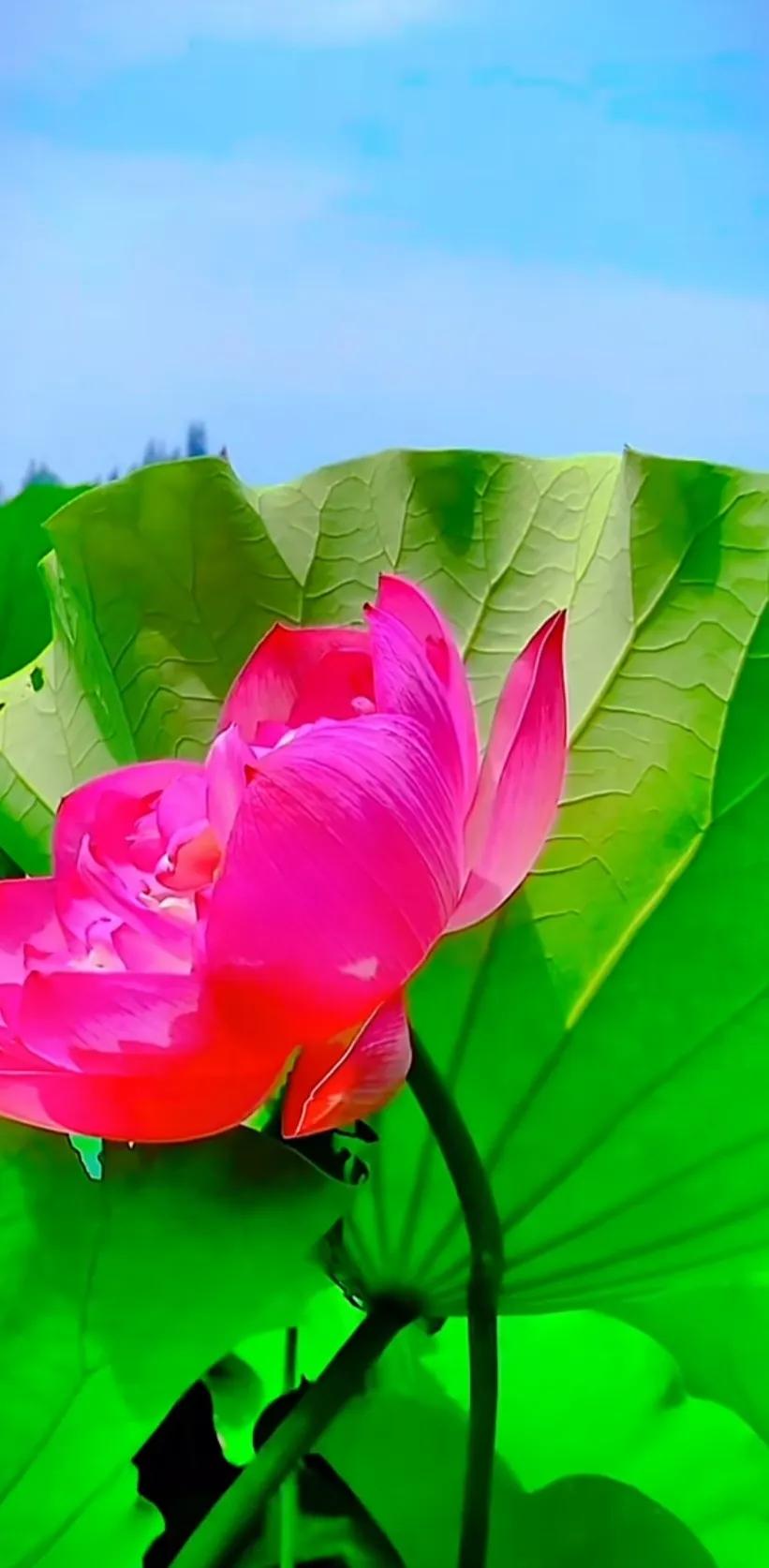 夏至荷花荷叶图片,夏至时节荷花正美图片