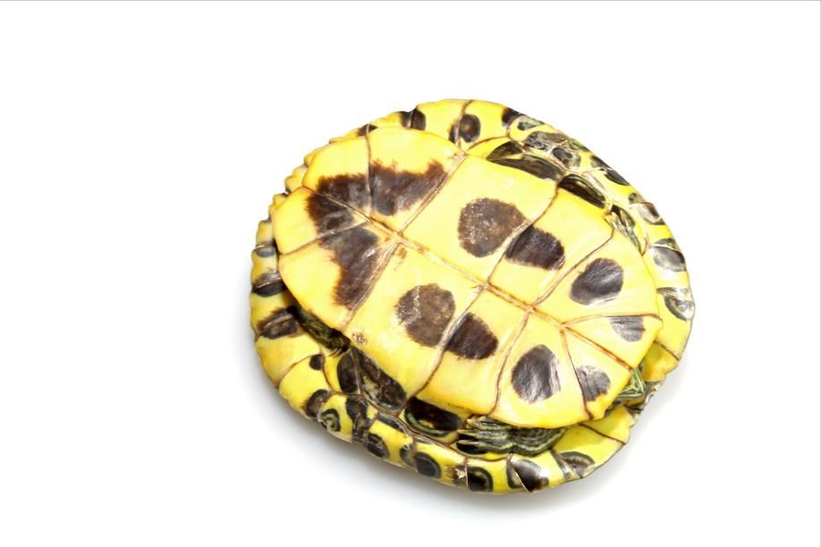 巴西龟是入侵物种为什么还要养,巴西龟可以吃蓝色小龙虾吗