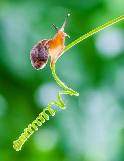 蜗牛壁纸高清全屏无水印,蜗牛壁纸手机超清全面屏