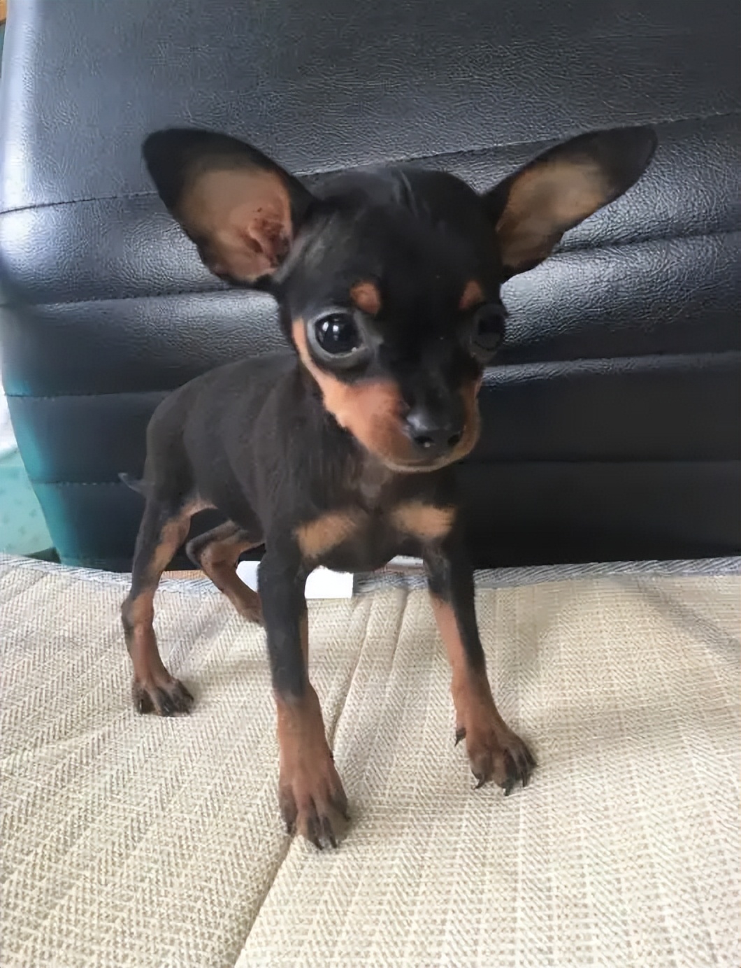 小鹿犬最便宜需要多少钱一只幼犬,小鹿犬吉娃娃多少钱一只黄色