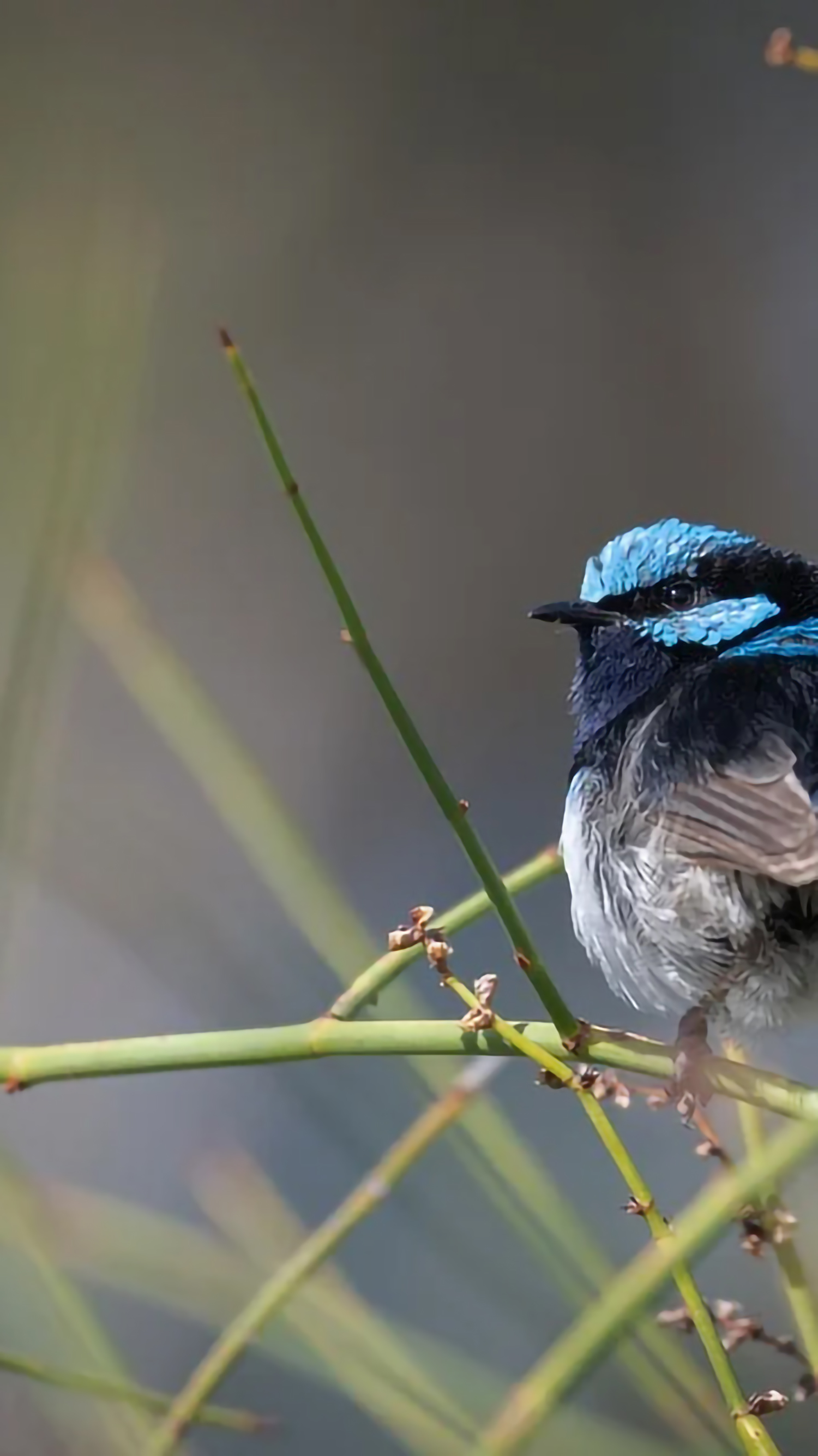 好看的手机桌面壁纸和锁屏壁纸,总有一张壁纸适合你手机屏保精选