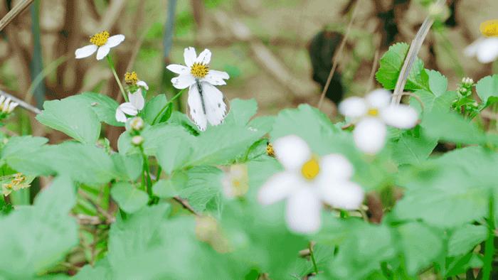 他在贵州租下200亩山谷，95后纷纷投奔：过不花钱的日子，很快乐