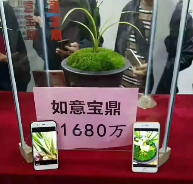 纯黄的兰花草一棵多少钱,兰花草真正贵的价格