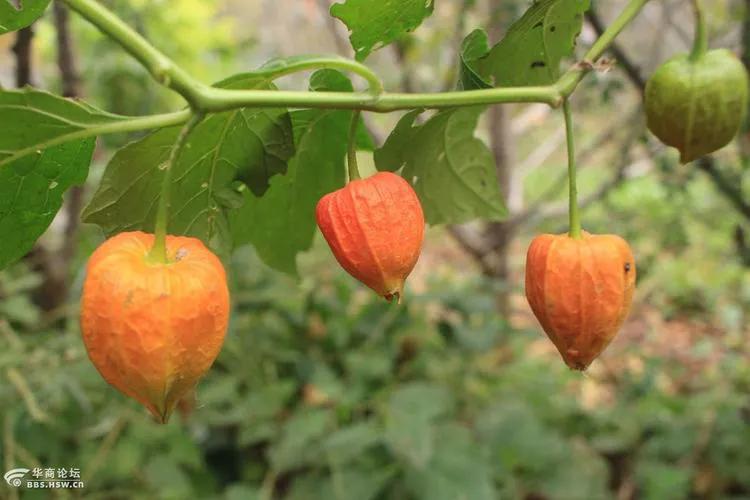 红楼梦中引入绛珠草是什么,红楼梦里讲这个绛珠草是什么