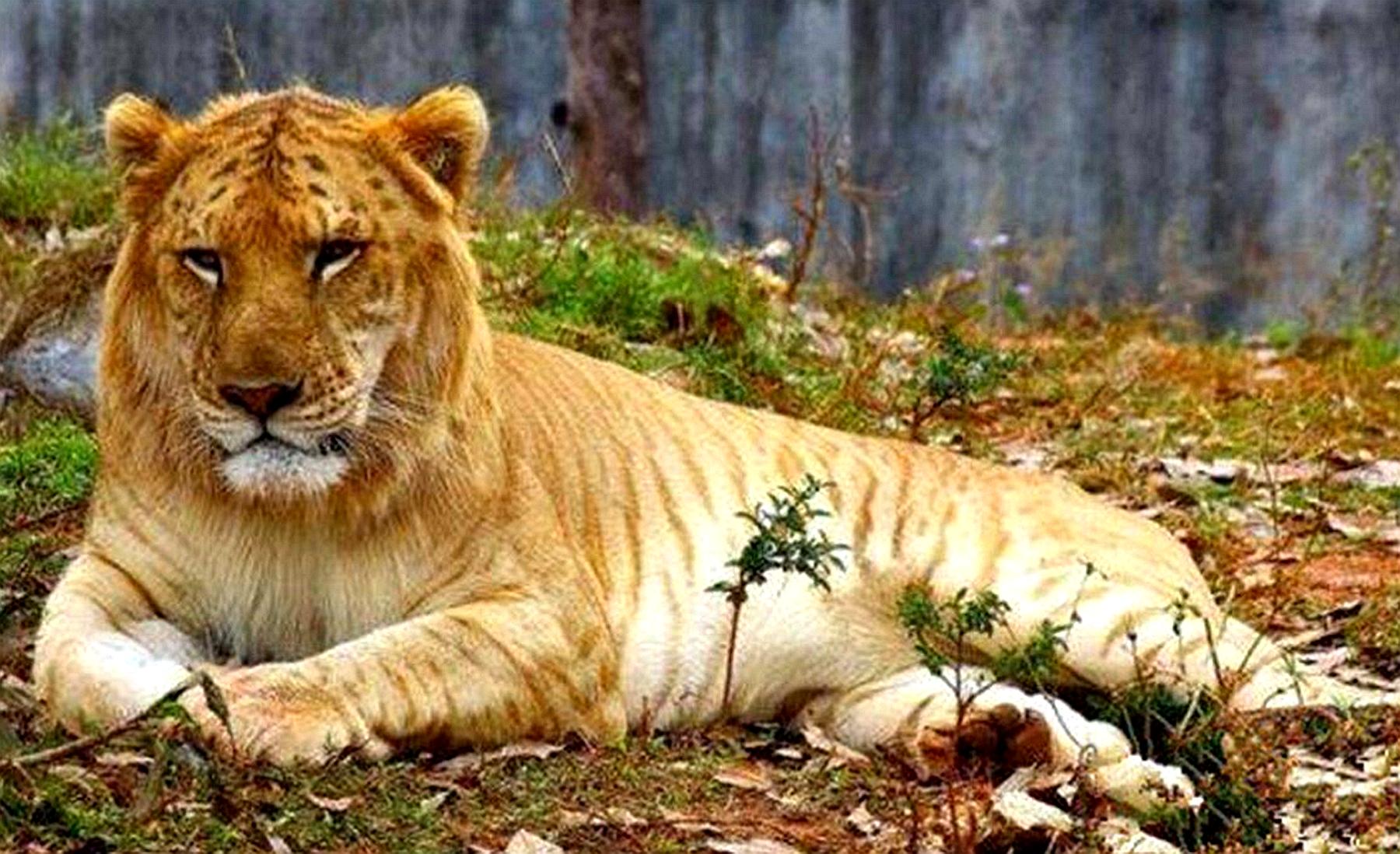 黄种人、黑种人和白种人为啥能自由交配?人类没有生殖隔离吗?