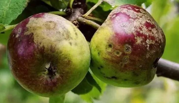 果生刺盘孢侵染苹果致病关键基因Cfcyp450的功能（三）