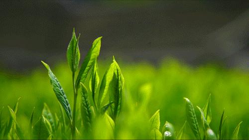 湖北春茶,湖北春茶叫什么