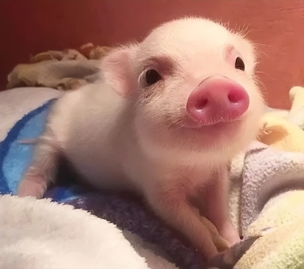 全国猪肉产地在哪里,最好吃的猪肉哪个部位排名前十名