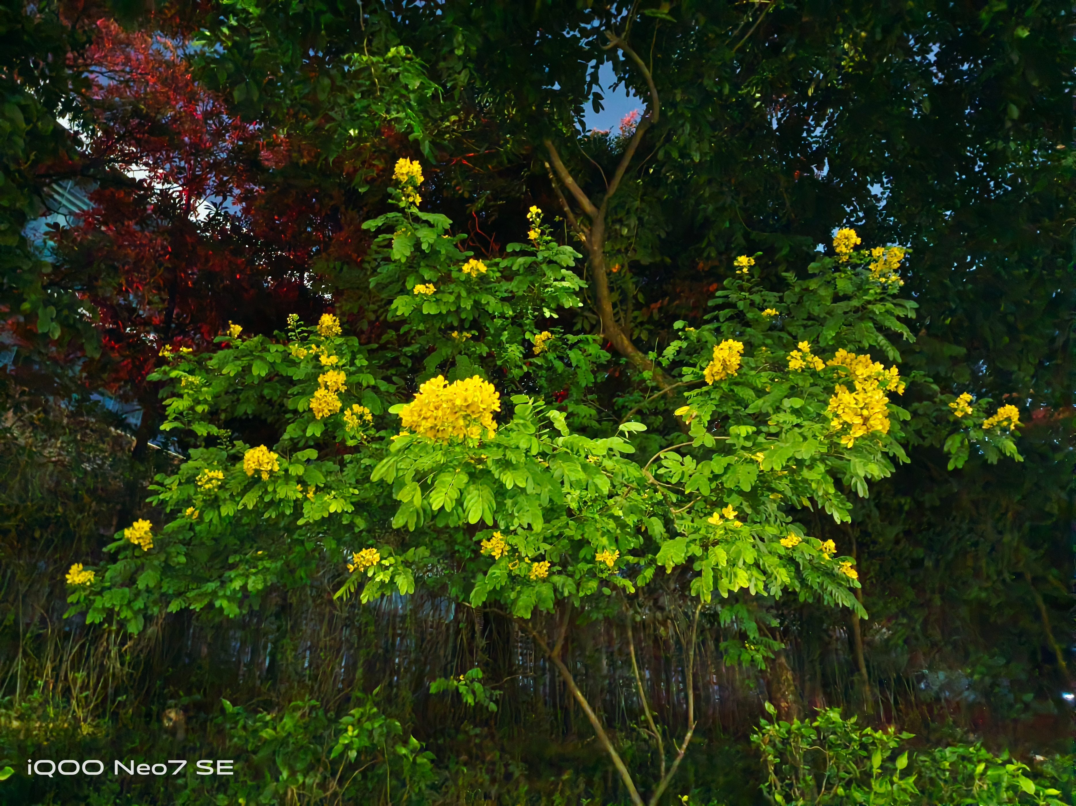 iqooneo7se和红米k50比较,iqooneo7se和红米k50标准版哪个好