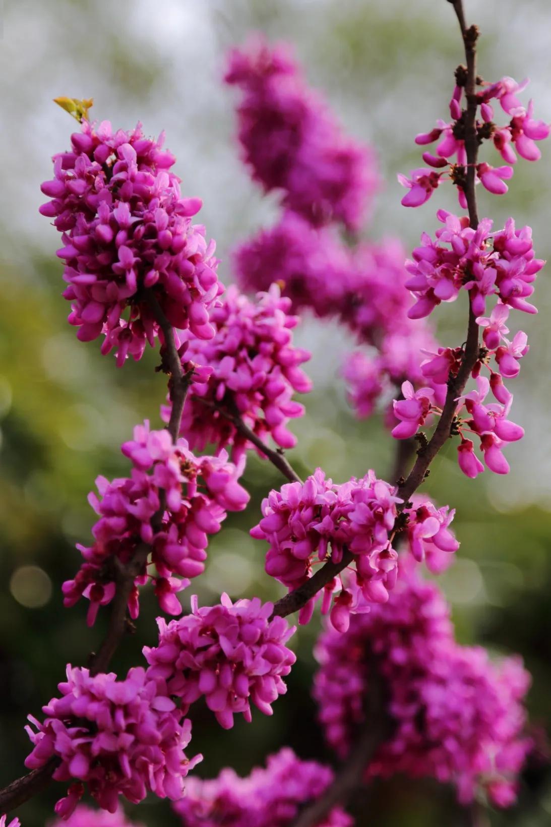 赏花旅游种什么花,春季去公园踏青上百种花让人眼花