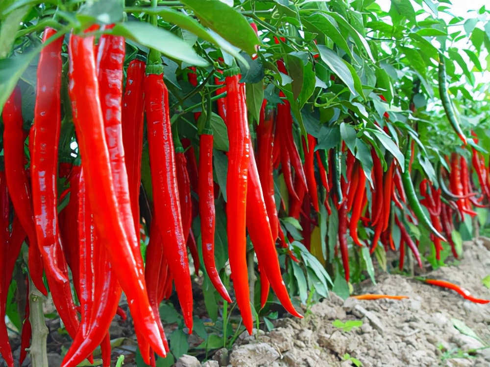鸡吃辣椒有什么危害,吃辣椒有哪些好处和危害