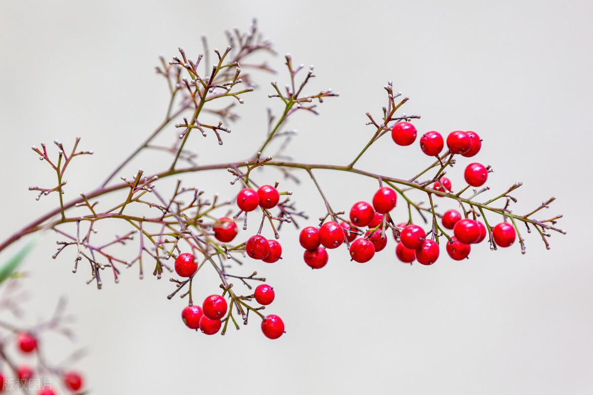 养不死的绿植,懒人养不死耐寒耐旱的绿植