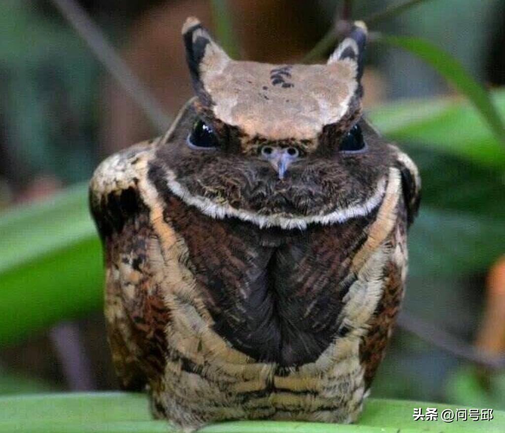 长得像飞禽一样的动物,长得奇怪叫声奇怪的动物