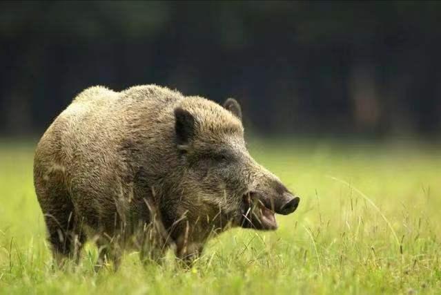 野猪泛滥招募猎人,野猪悬赏地区