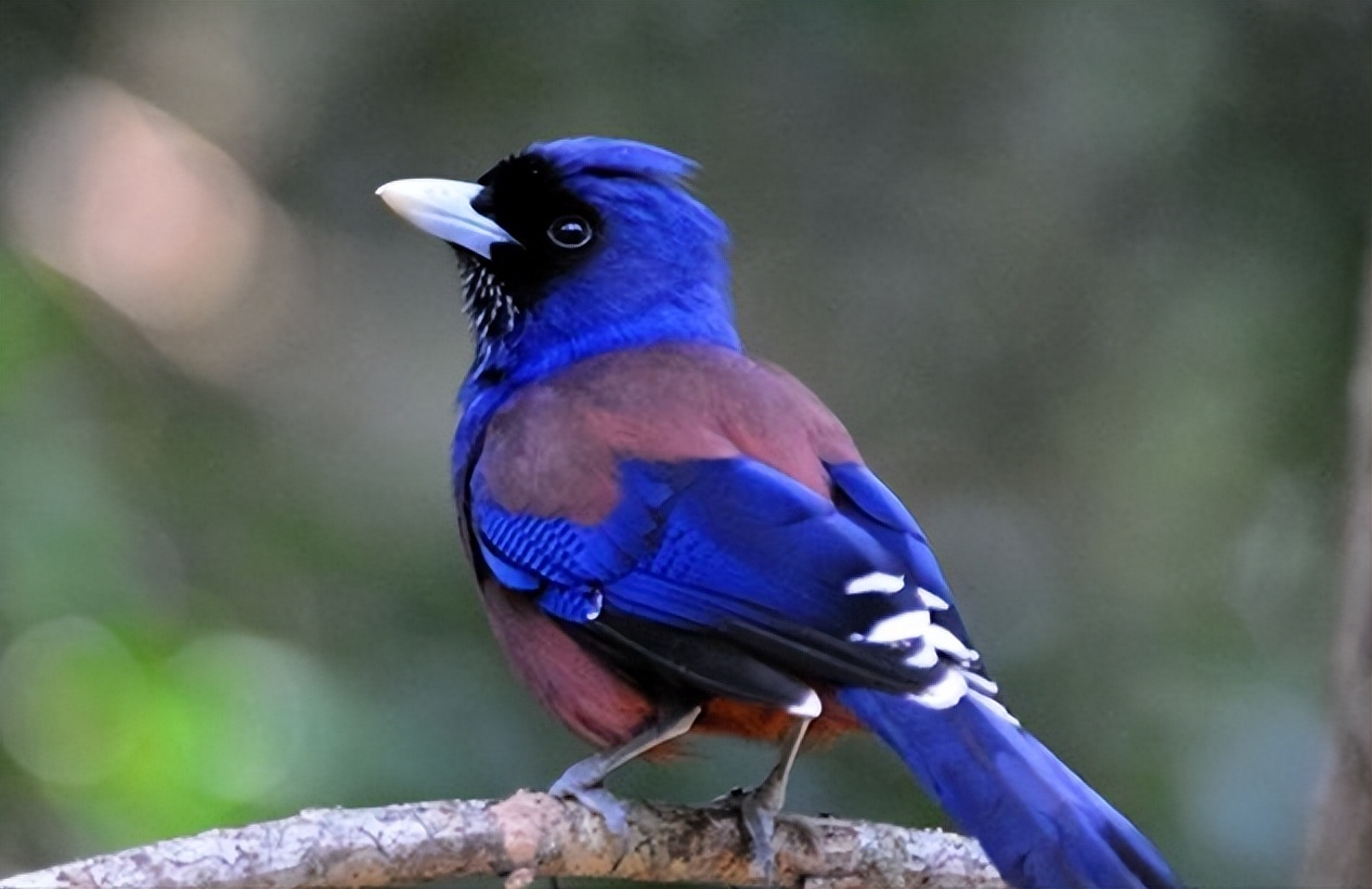 所有鸟图片大全大图,50张最佳鸟类摄影作品