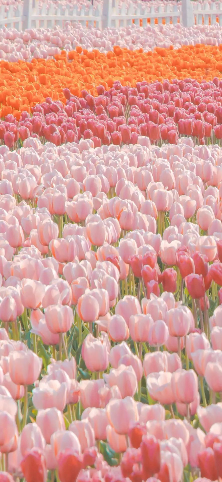 超高清海洋沙滩风景壁纸全屏,湛蓝的海水海滩风景高清壁纸