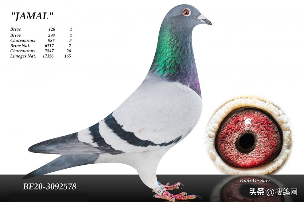 鲁迪狄萨尔信鸽,鲁迪狄萨尔鸽系的特点