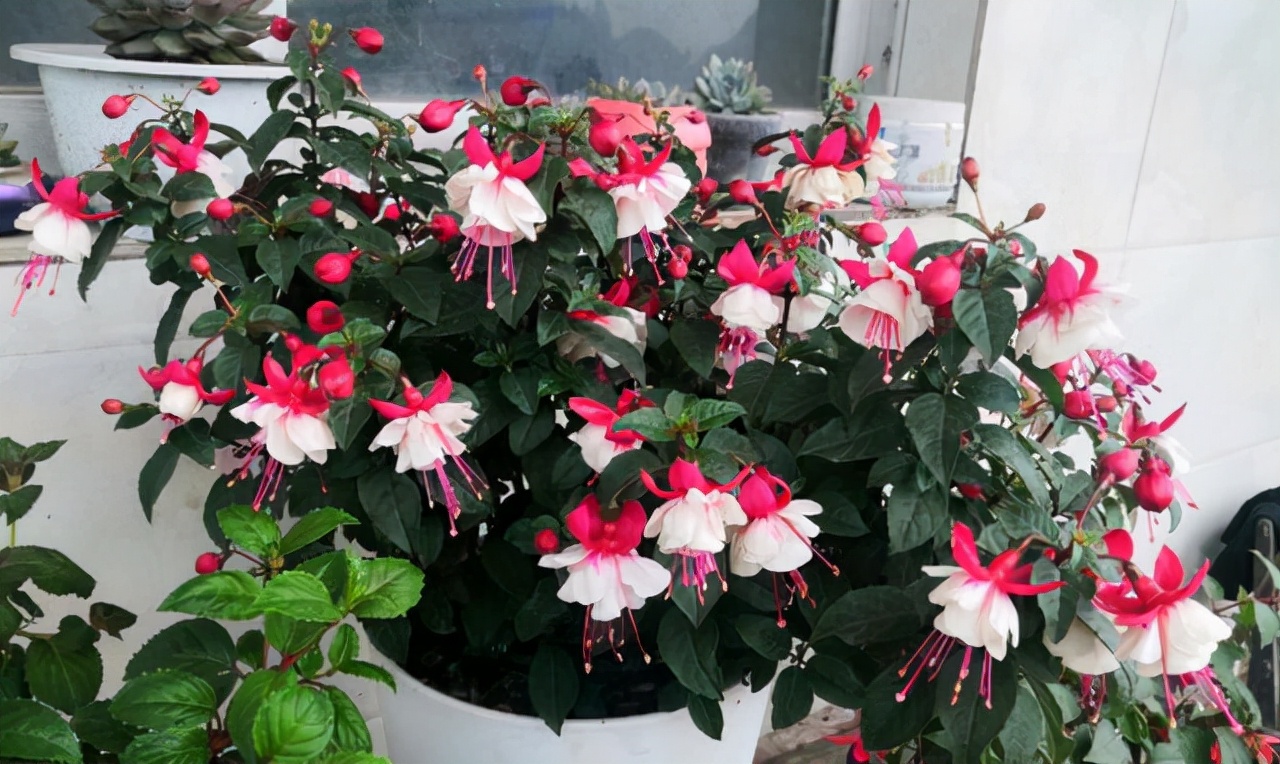 家里光照不足养的花,家里光照不足养什么植物