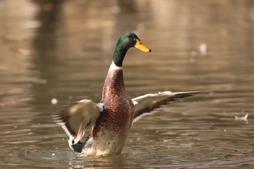 师大寻鸟记，这些小可爱，你都见过吗？