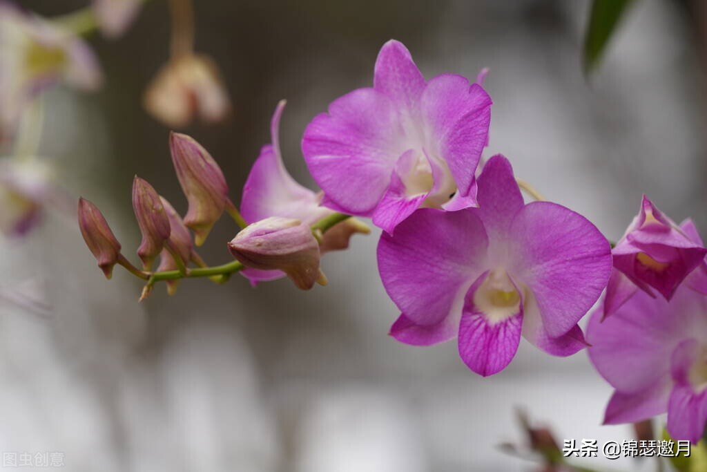 春兰奇蝶花图片,春兰花园美图欣赏
