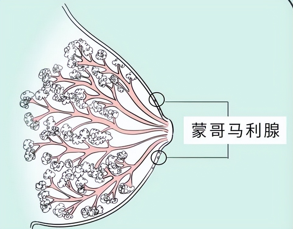 胸部长的褐色小点是什么,女生胸部上长了白色小点点