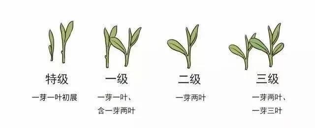 白毫银针10年老茶,十大名茶白毫银针