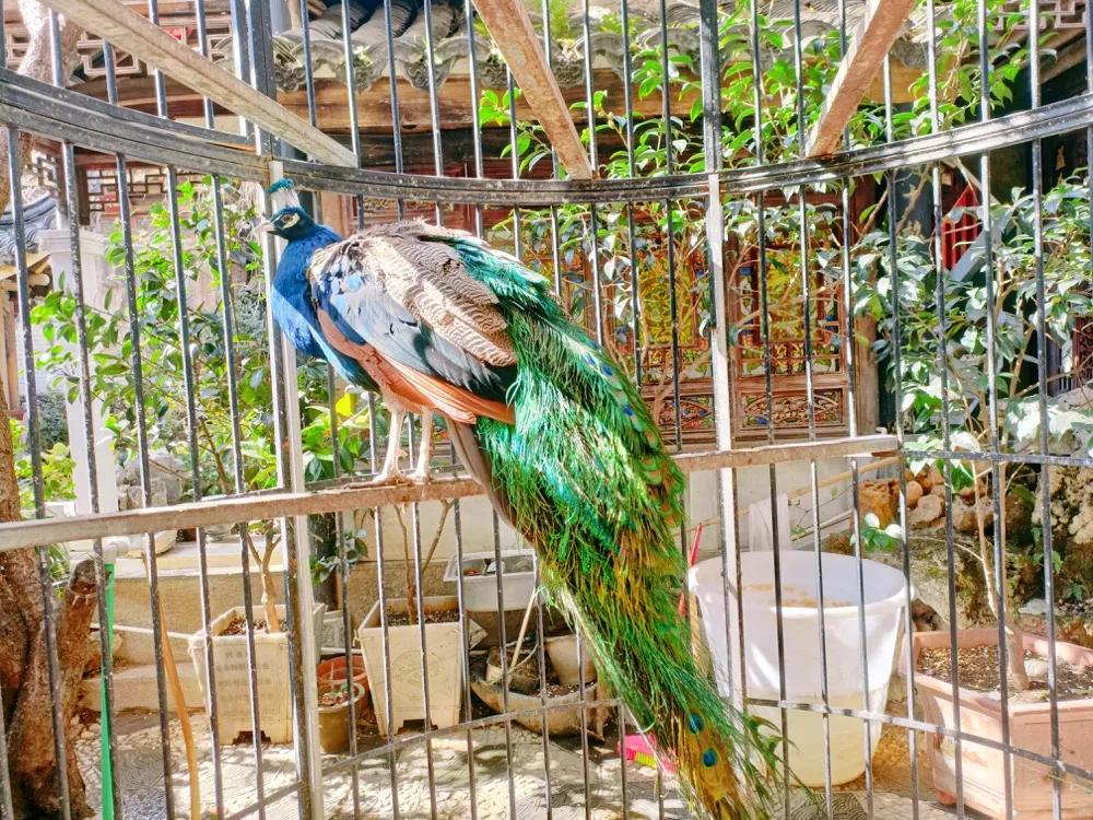 大理张家花园鹿鹤同春,大理张家花园鹿鹤同春系列茶