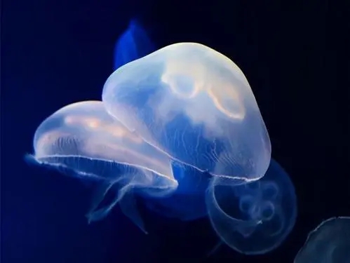 盘点目前地球存在的10种不死生物,地球上十大杀不死的生物