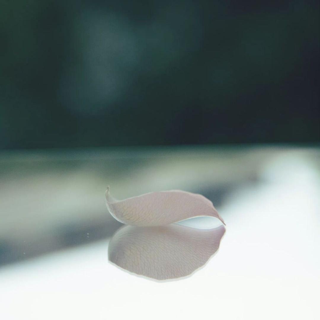 白天的房子夜晚的房子全文解析,白天的房子夜晚的房子书评