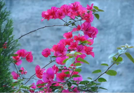 百花种类大全,百花的种类有哪些