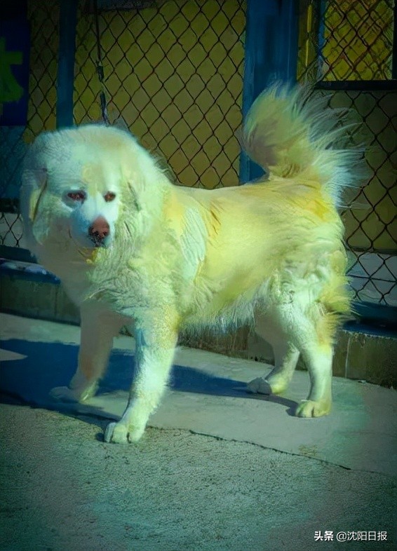 沈阳20只功勋犬退役找新家，市民争相领养！要注意这个要求