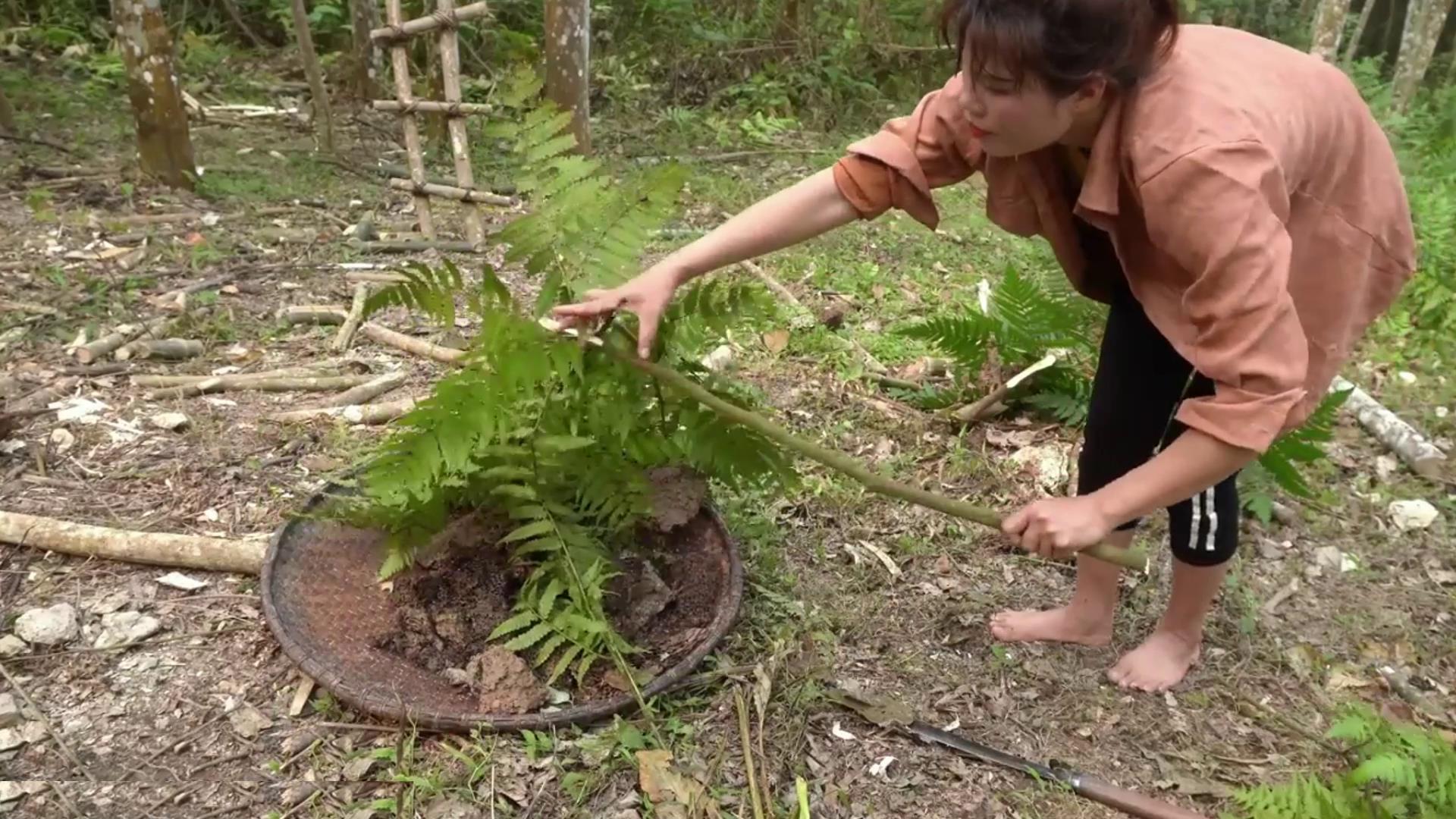 越南女人一个人进山捅黑窝,拿到集市出售,一天能赚500块钱
