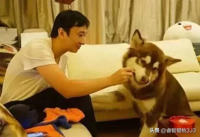 王思聪的狗生活费多少,王思聪的宠物狗一个月的消费
