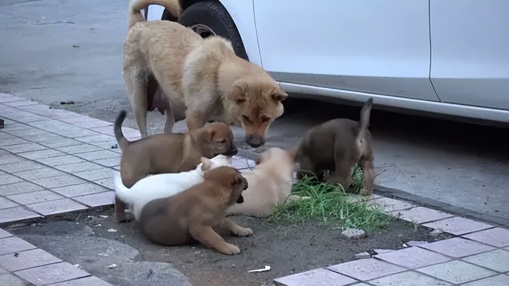 母狗为了保护幼崽视频,母爱如山为了孩子可以付出多少