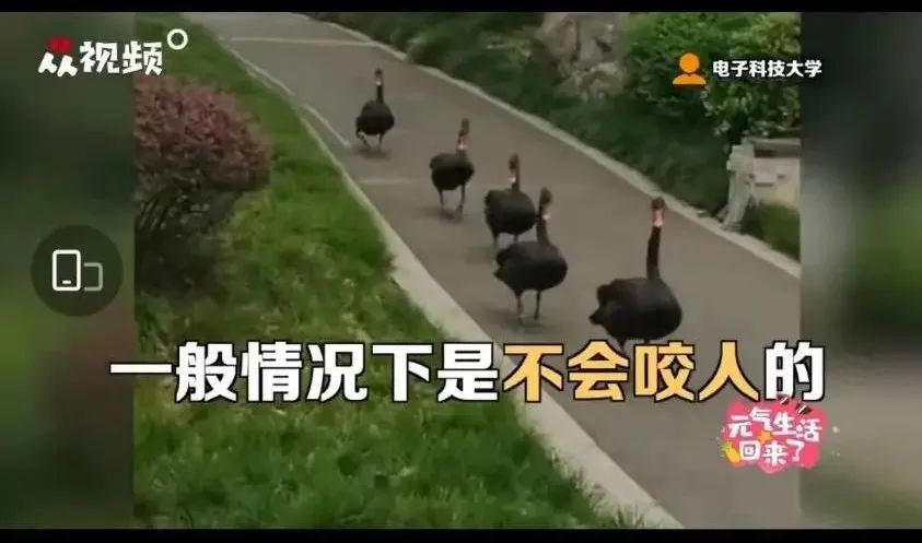 被黑天鹅打了,被黑天鹅打了一顿