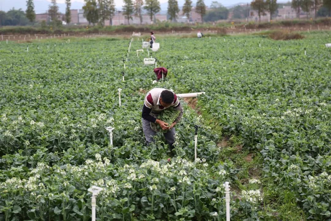 肇庆强盛,广东肇庆的经济发展潜力